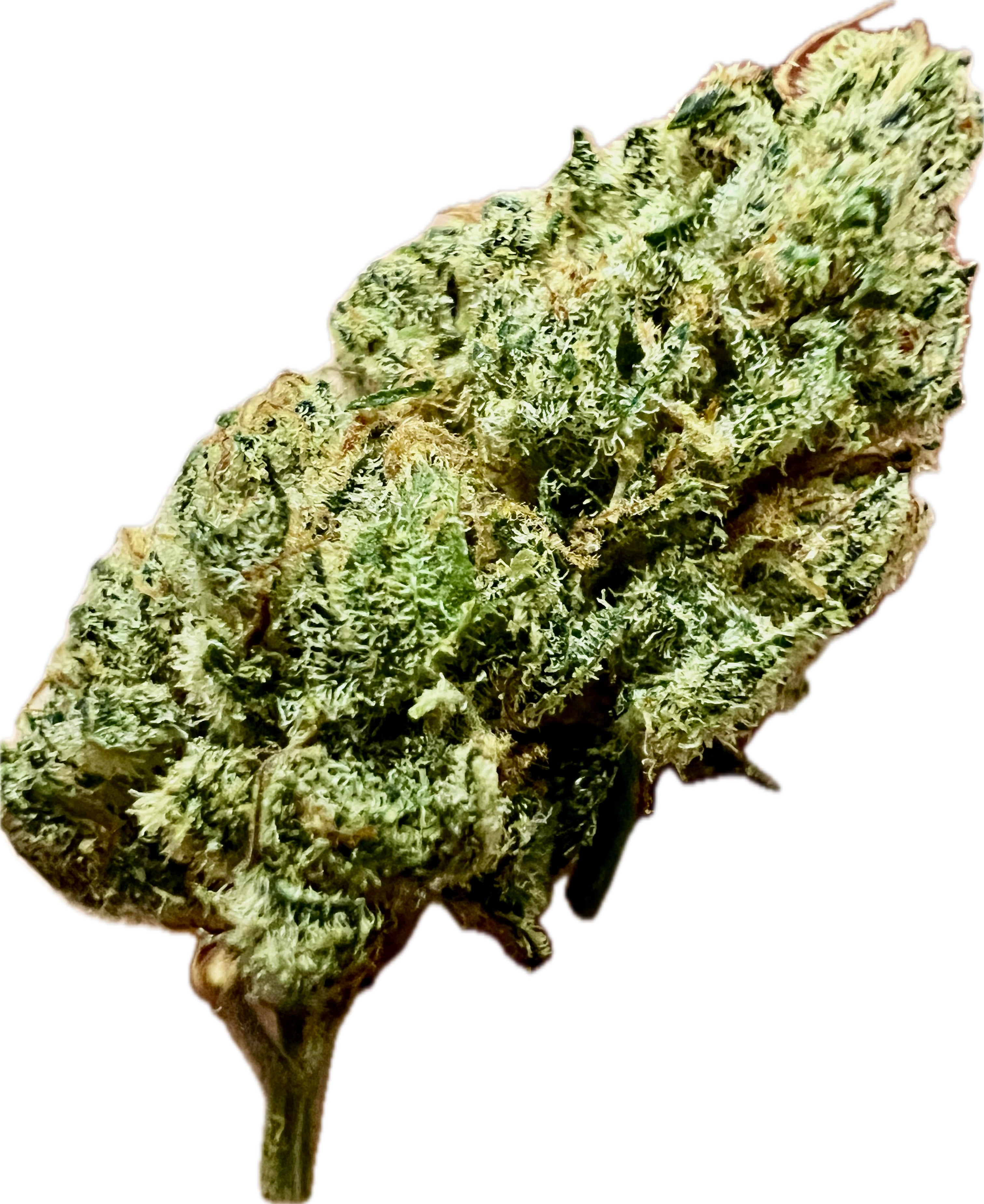 Ripkitty Indoor Big Apple Jack CBD Hemp Flowers