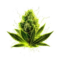 THCA Flower